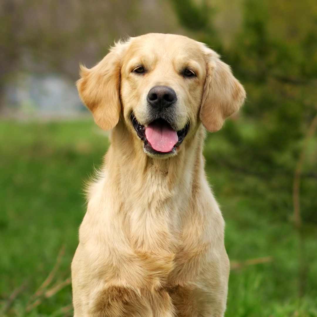 A golden retriever sitting in lush green grass