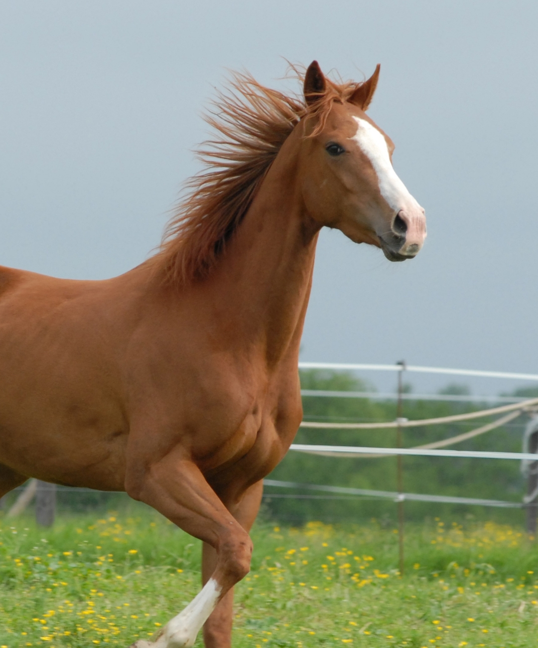 A horse galloping freely in a field