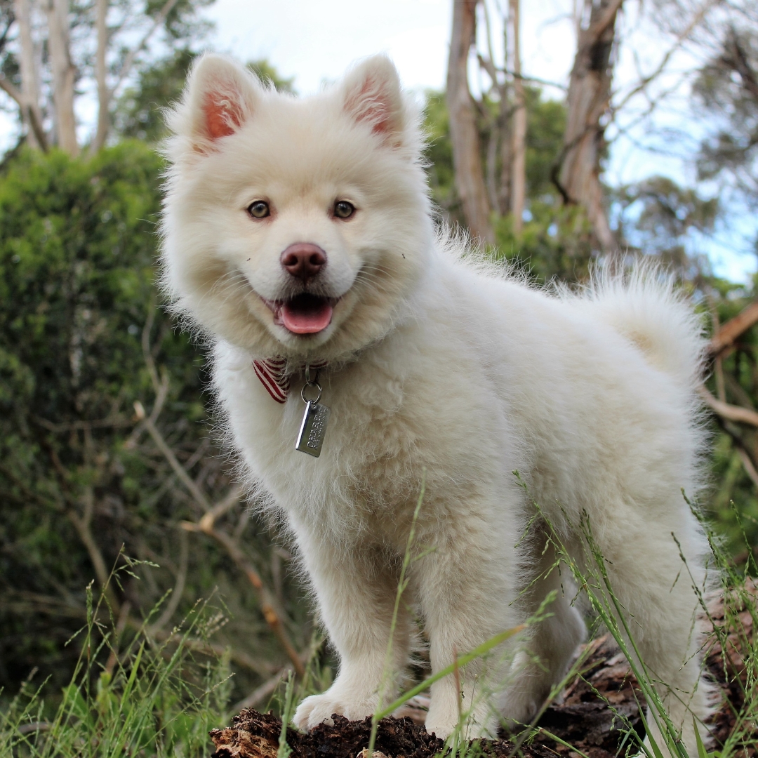 A white dog stands on a log in a field