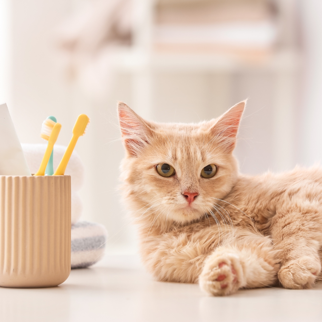 A cat laying on a table surrounded by toothbrushes