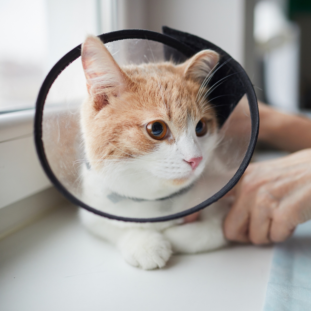 A cat wearing a cone on its head