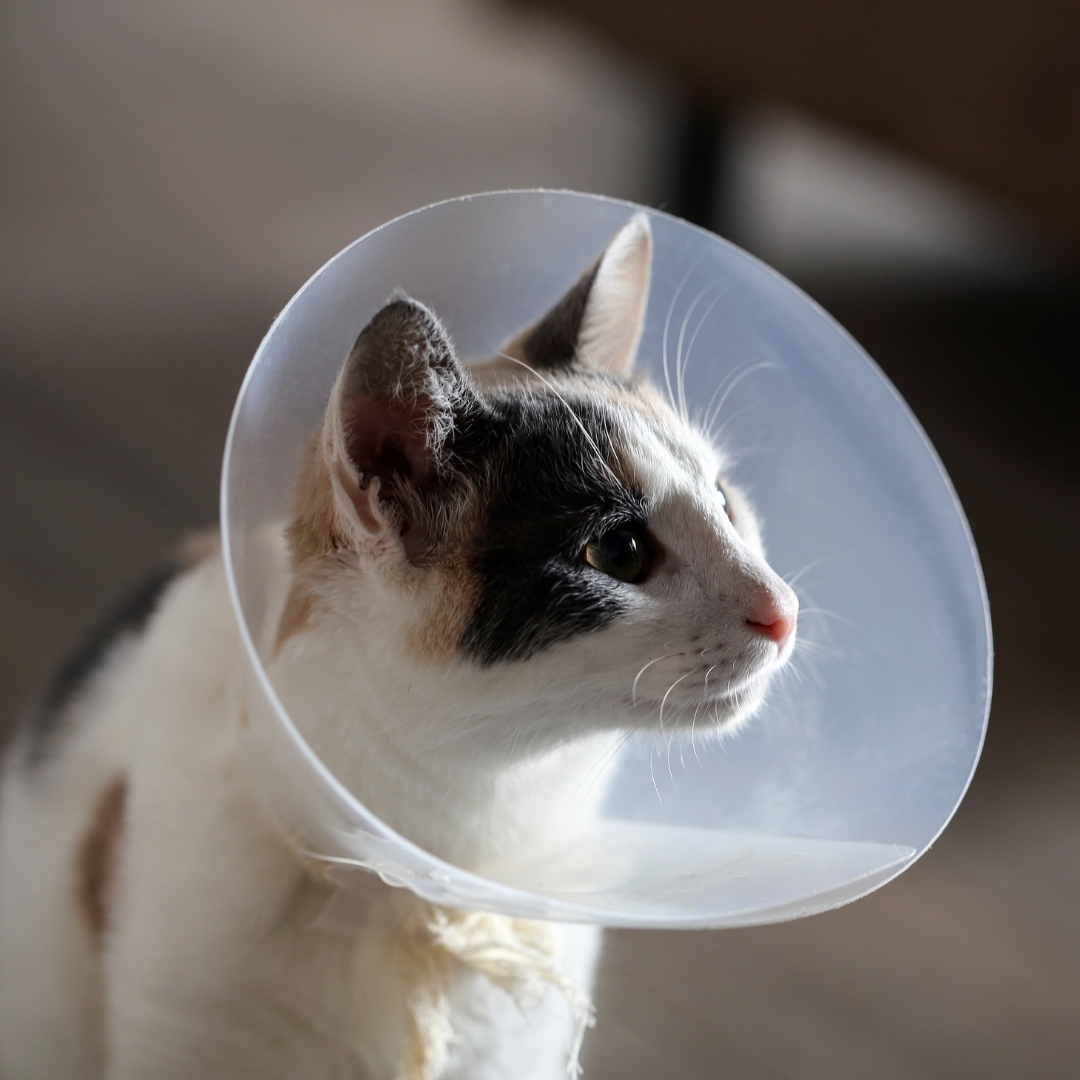 A cat with a cone on its head