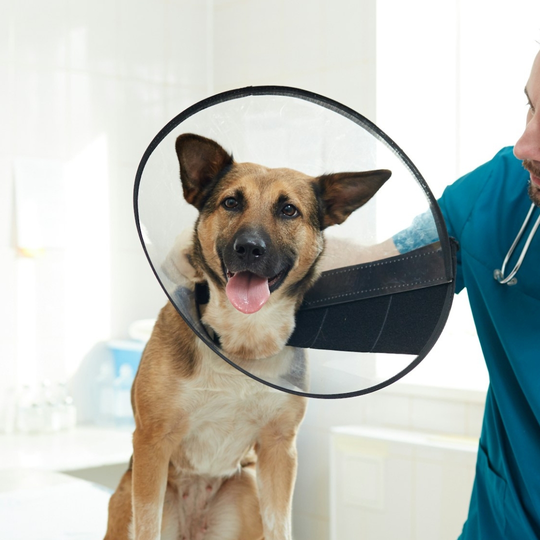 A dog wearing a surgery collar with a vet