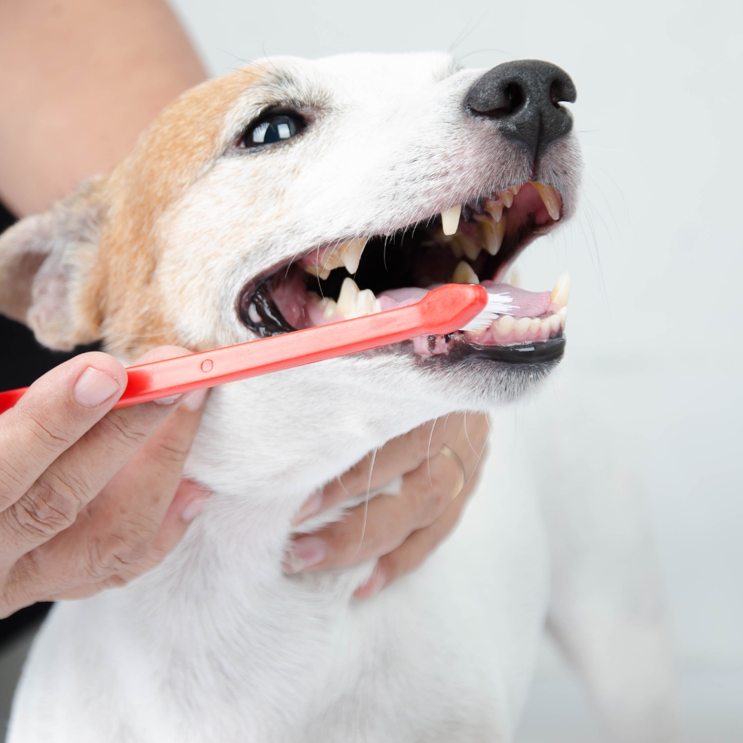 A person brushing a dog's teeth