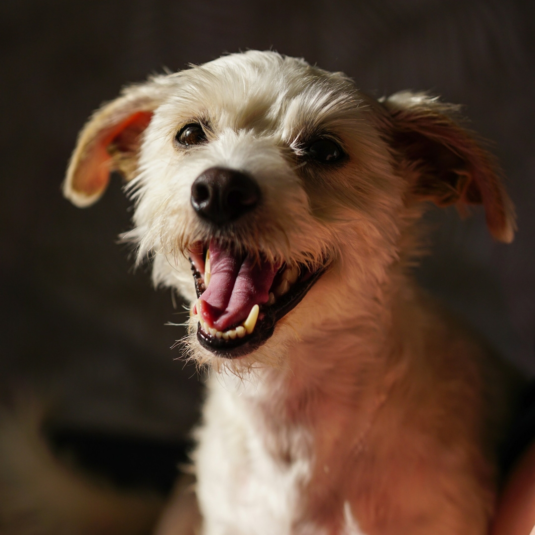 A playful dog with mouth open