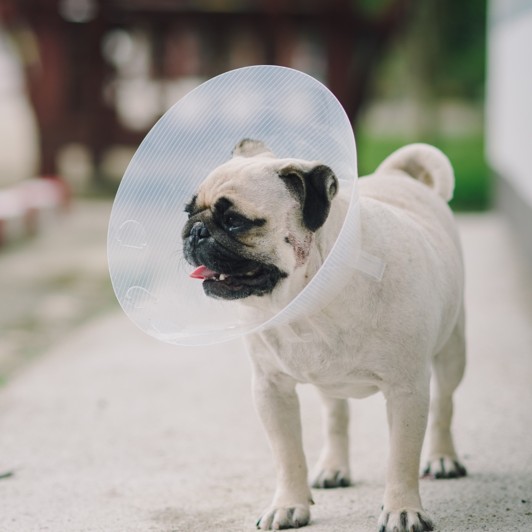 A pug dog with a cone on its head