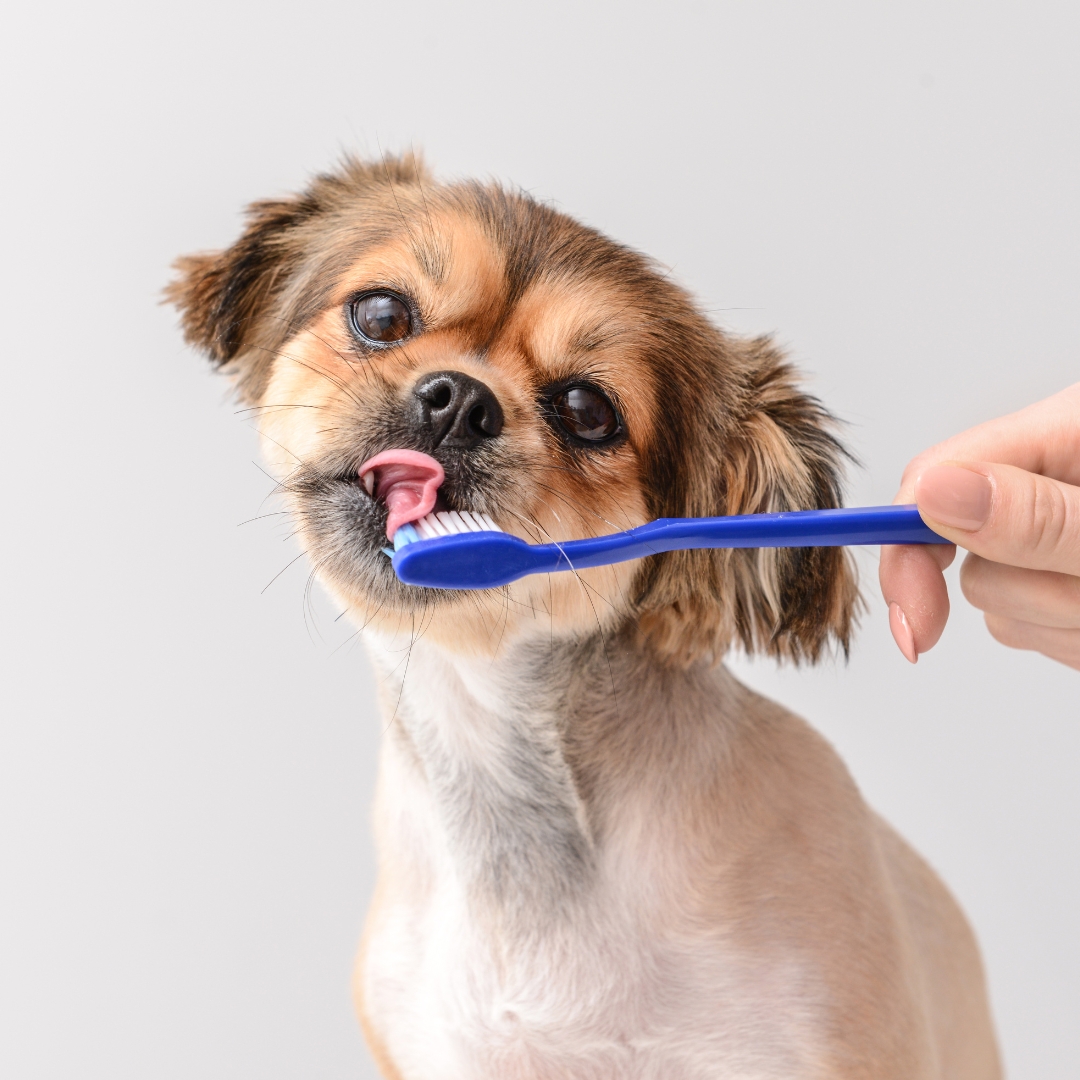 A small dog getting its teeth brushed