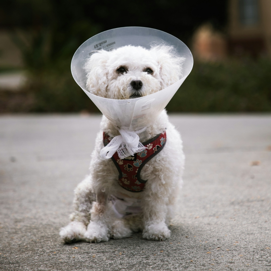 A small white dog wearing a cone on its head