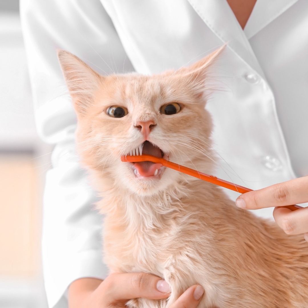 A veterinarian brushing a cat's teeth