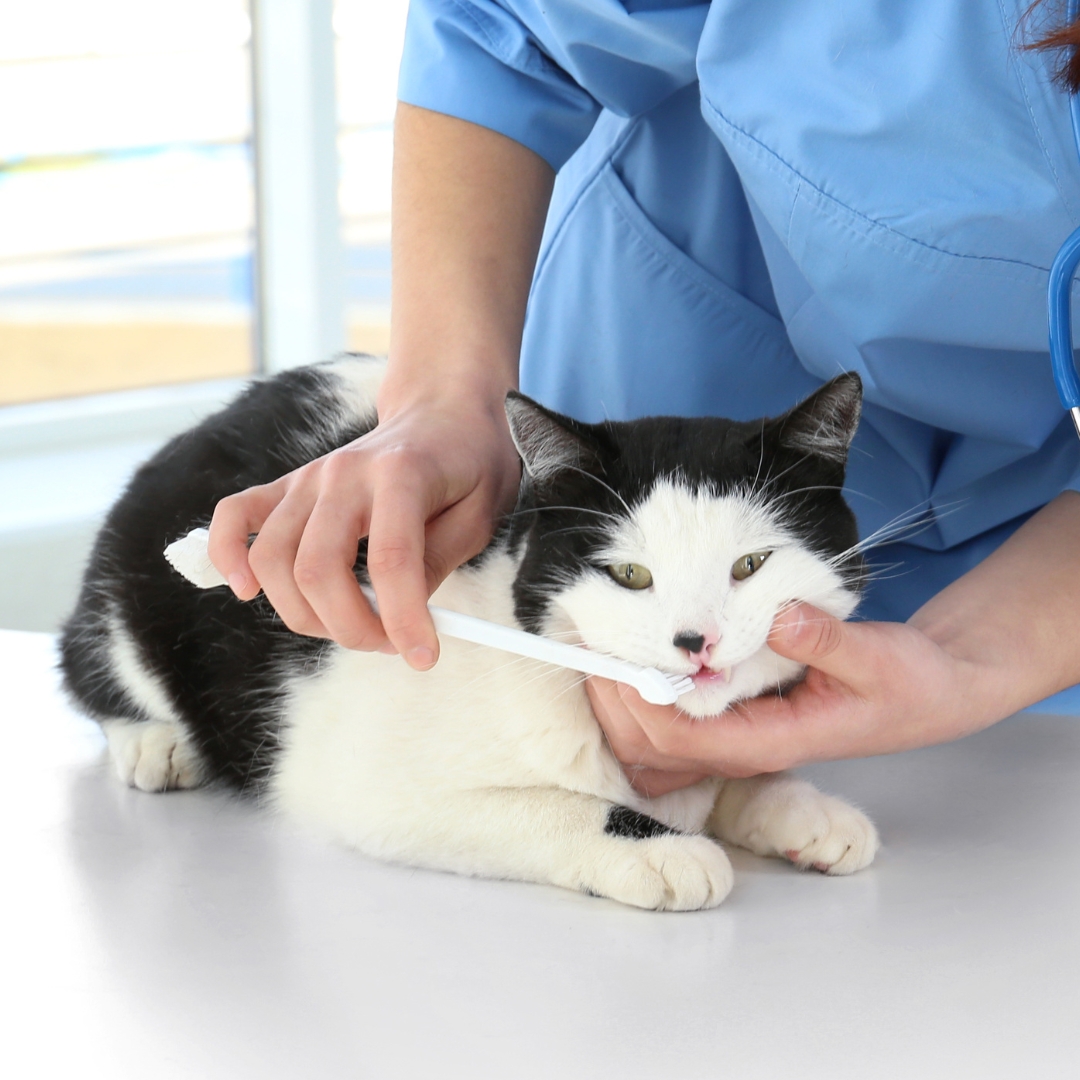 A veterinarian brushing a cat's teeth