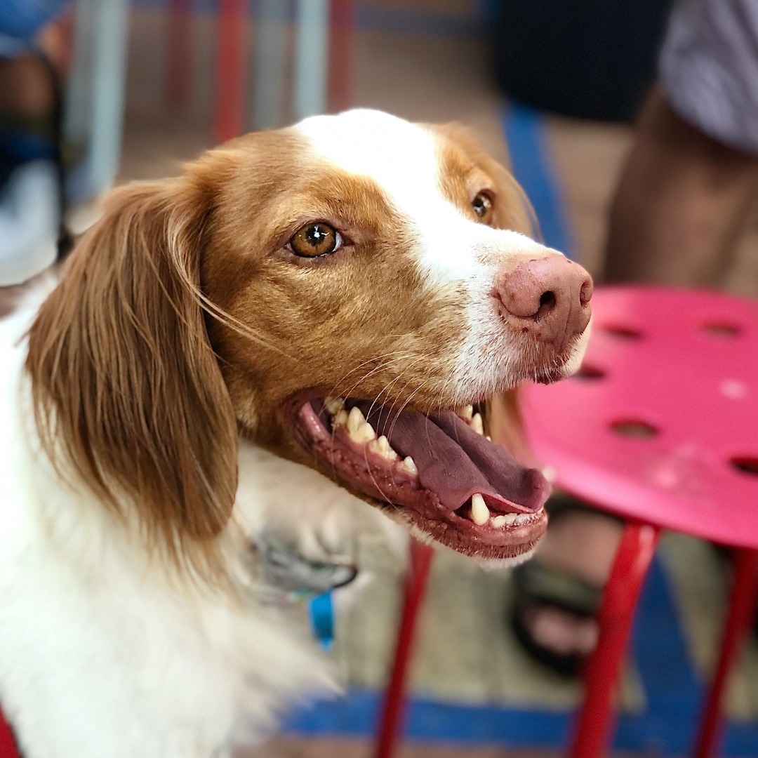 An open-mouthed dog