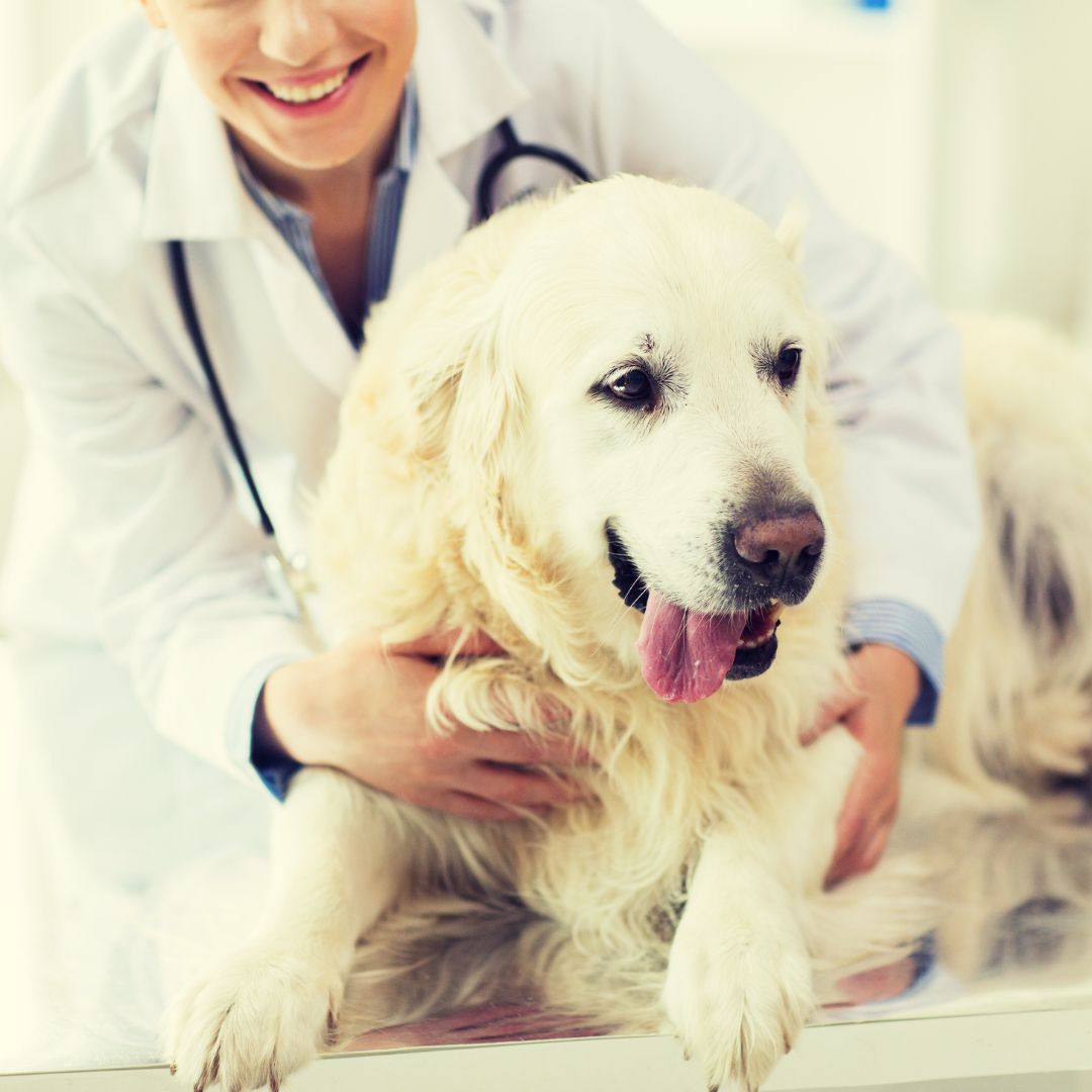 a vet with a stethoscope holding a dog