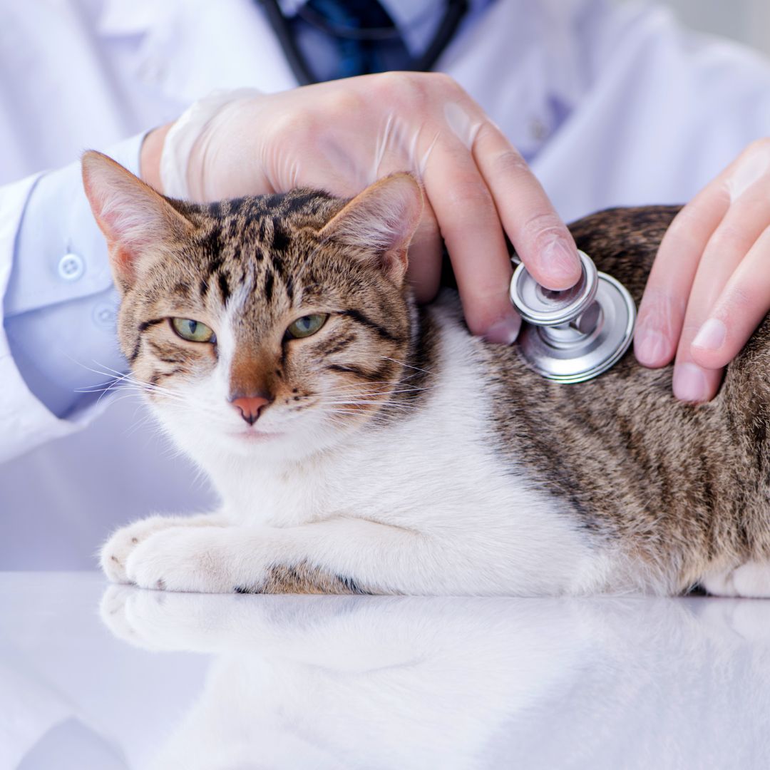 a vet checking heart of a cat