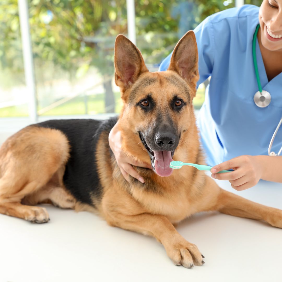 A vet is brushing the teeth of a dog