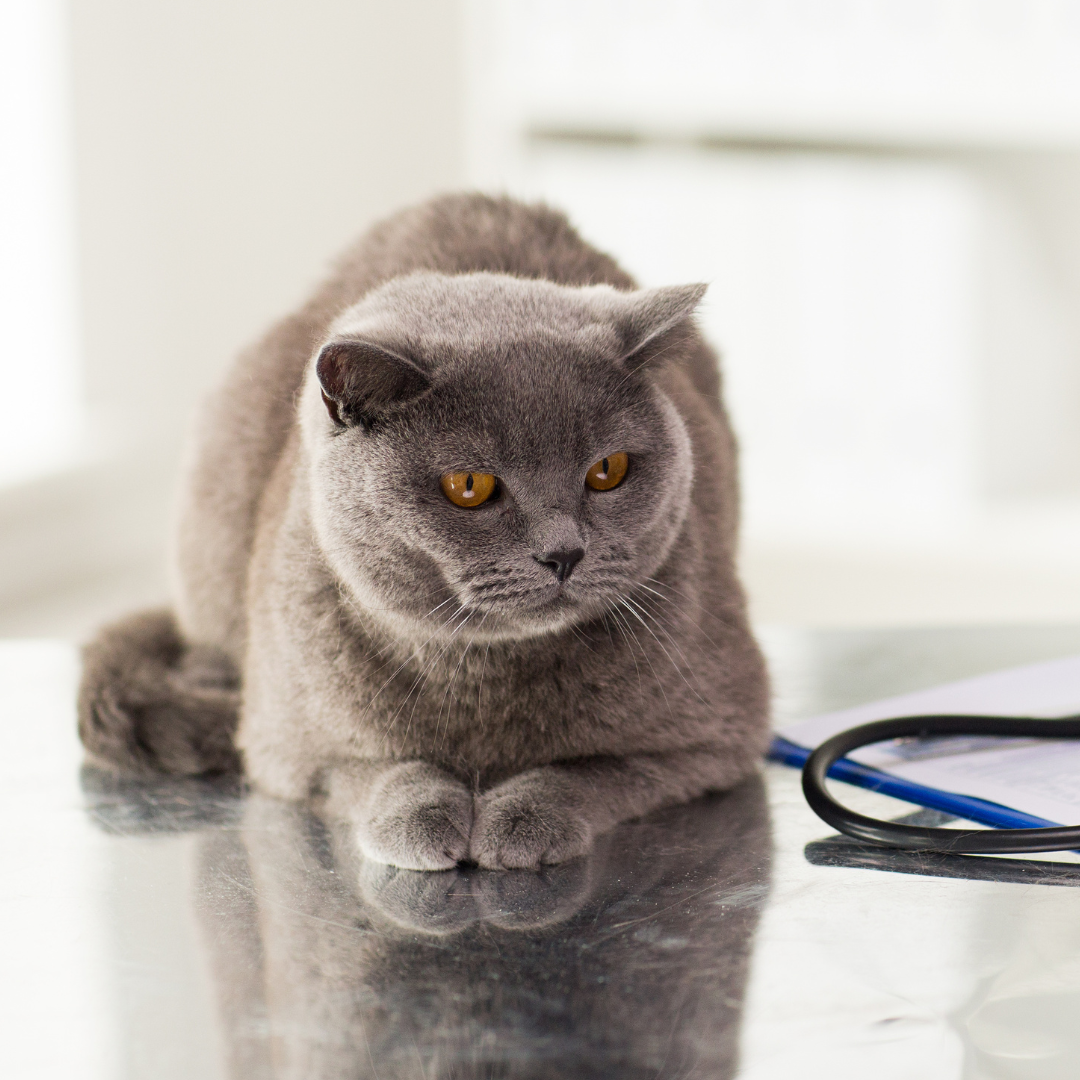 A cat sitting on a table with a stethoscope next to it