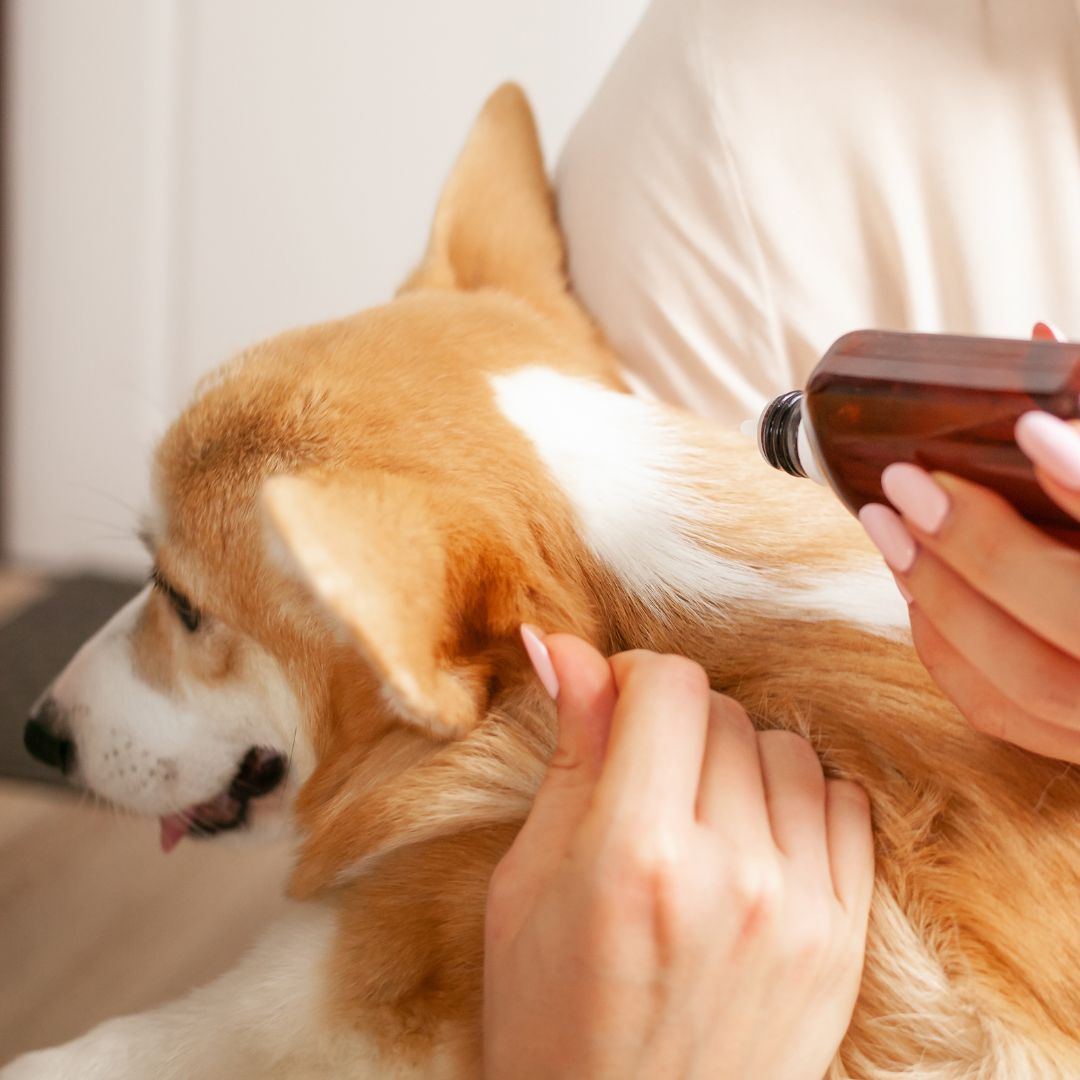 A vet is spraying the Parasite control on a dog