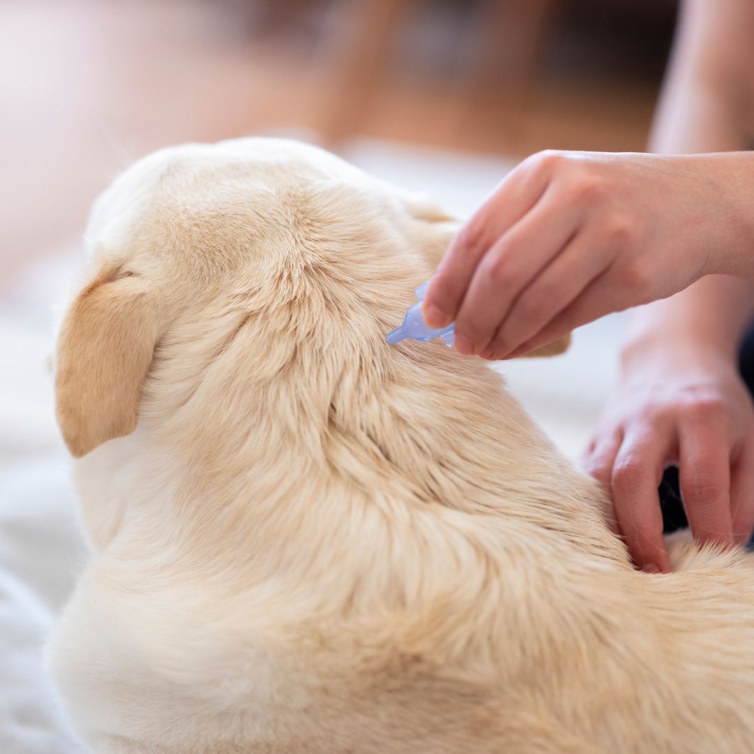 A vet is spraying the Parasite control on a dog