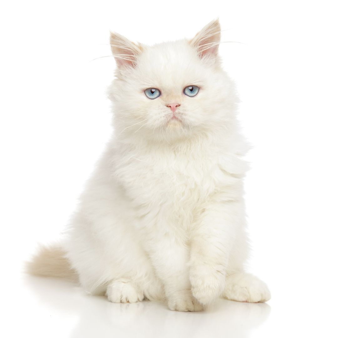 A white cat with blue eyes sitting gracefully