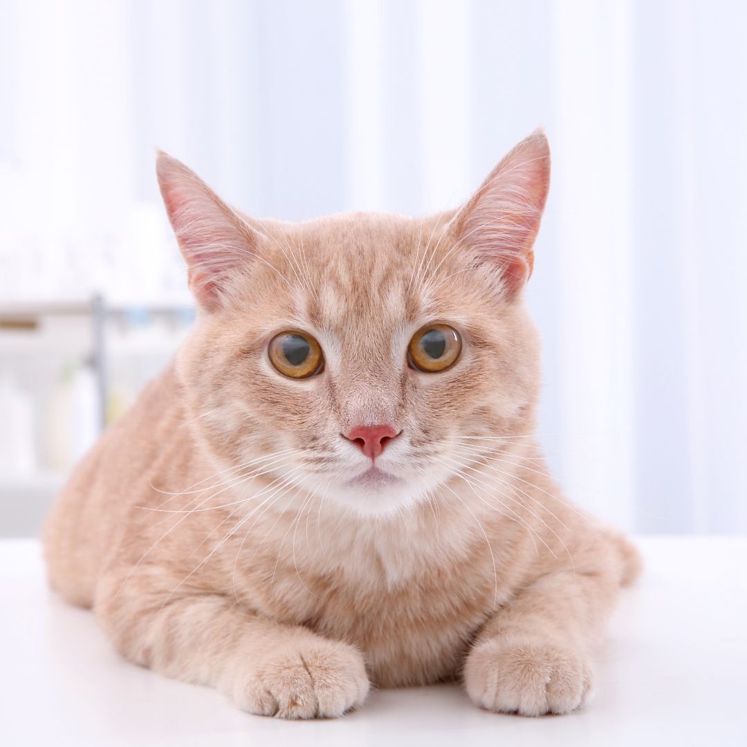 A tabby cat sitting on a table