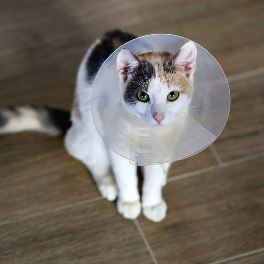 A curious cat wearing a cone on its head