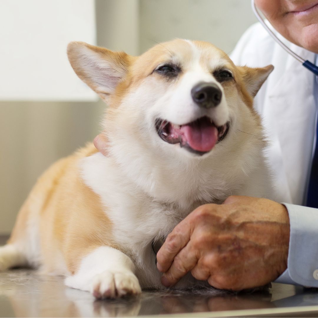 A vet is inspecting a dog