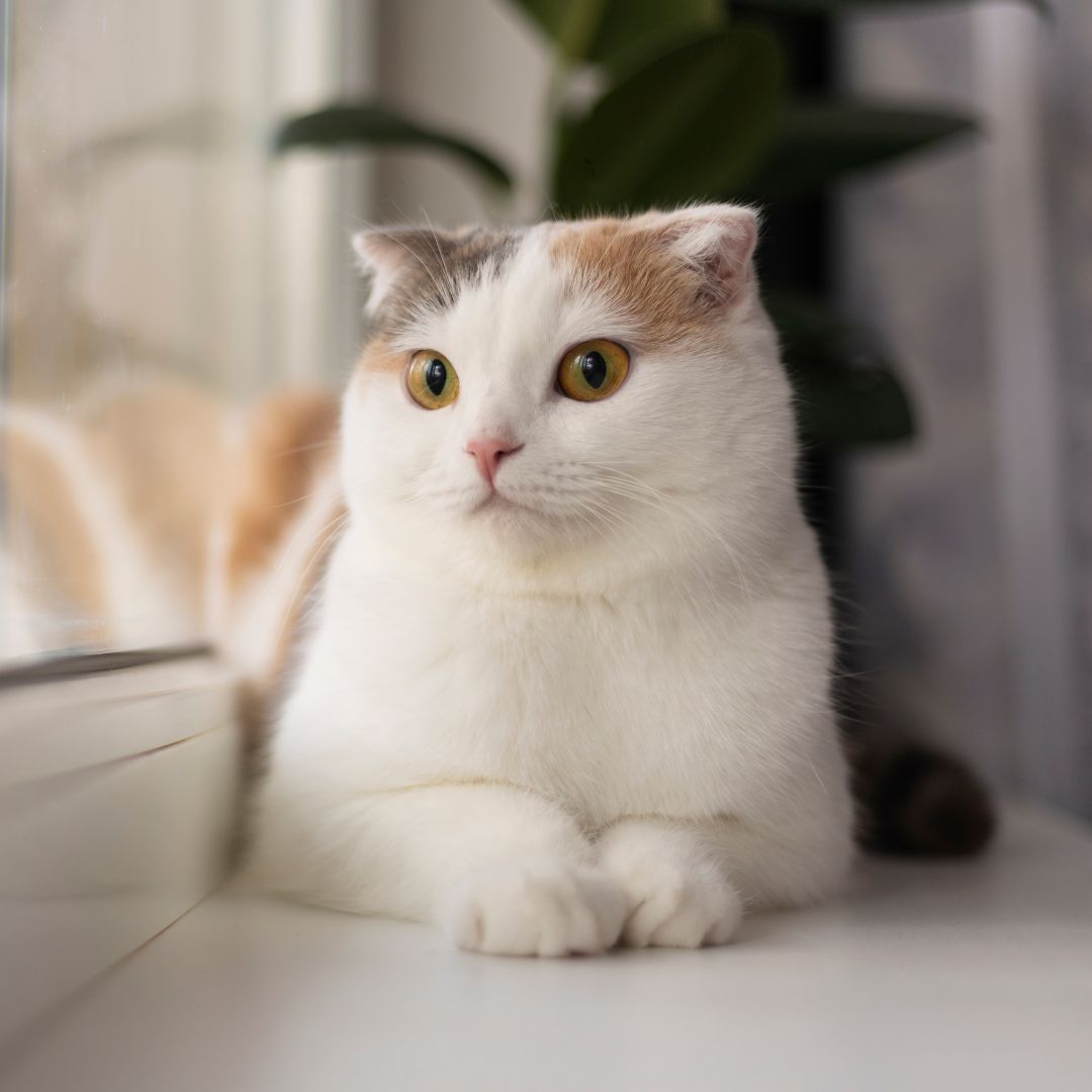 A cat sitting on a window sill, gazing outside