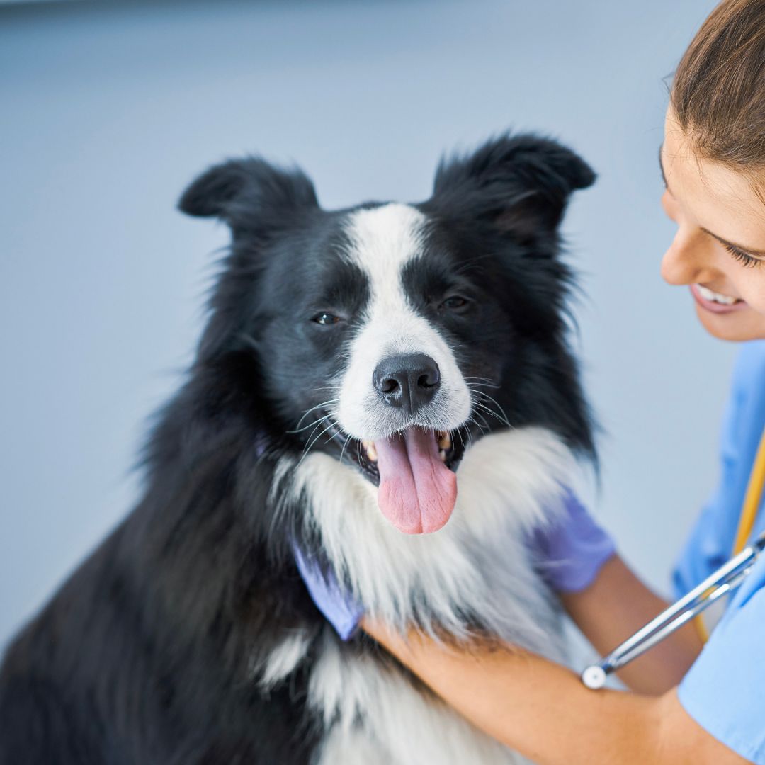 A vet examines a dog