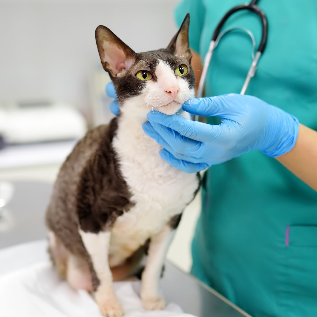 A veterinarian examining a tabby cat