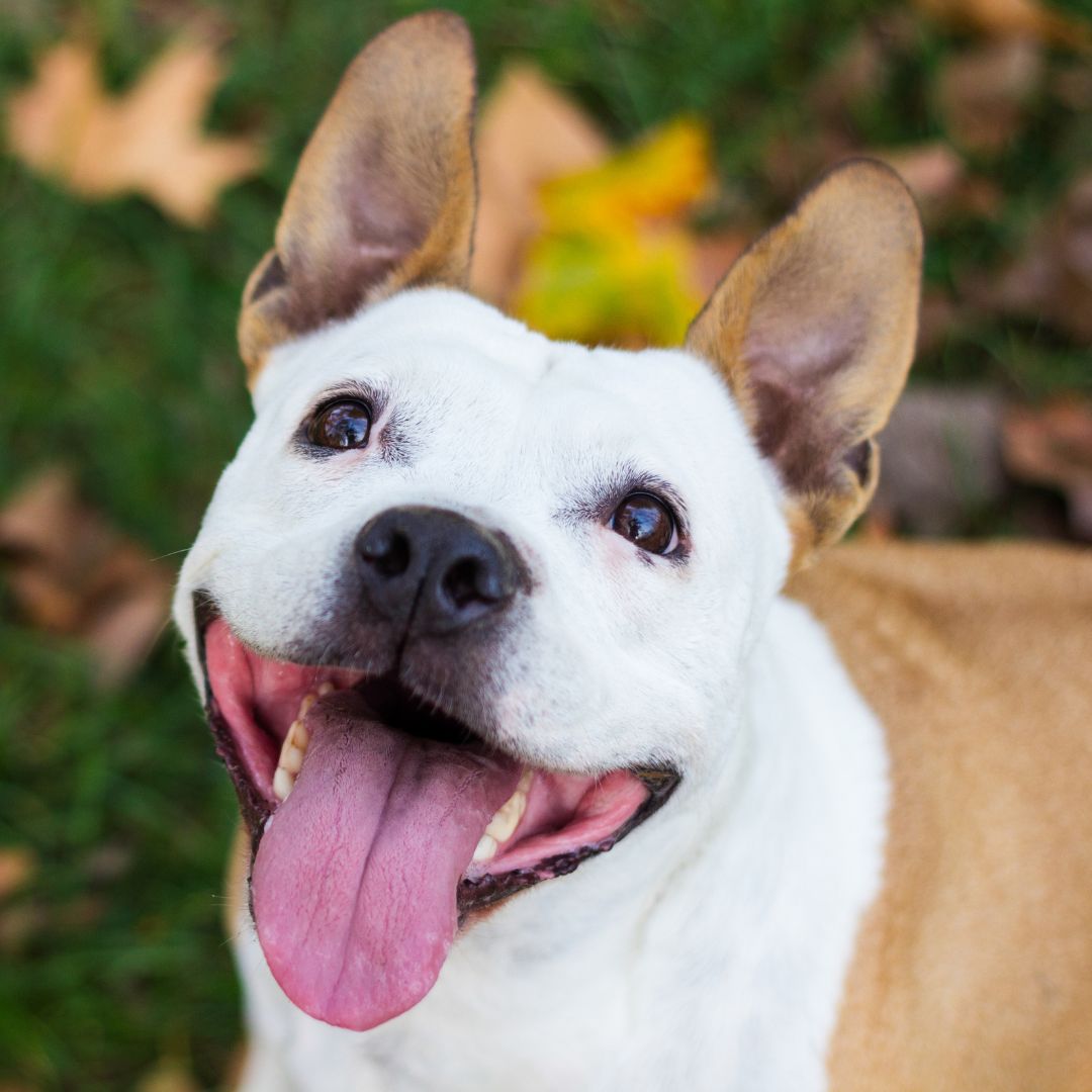 A playful dog with tongue out and mouth open