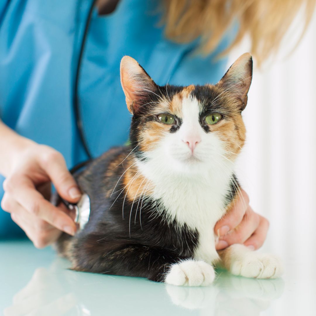 a cat is being examined by a vet