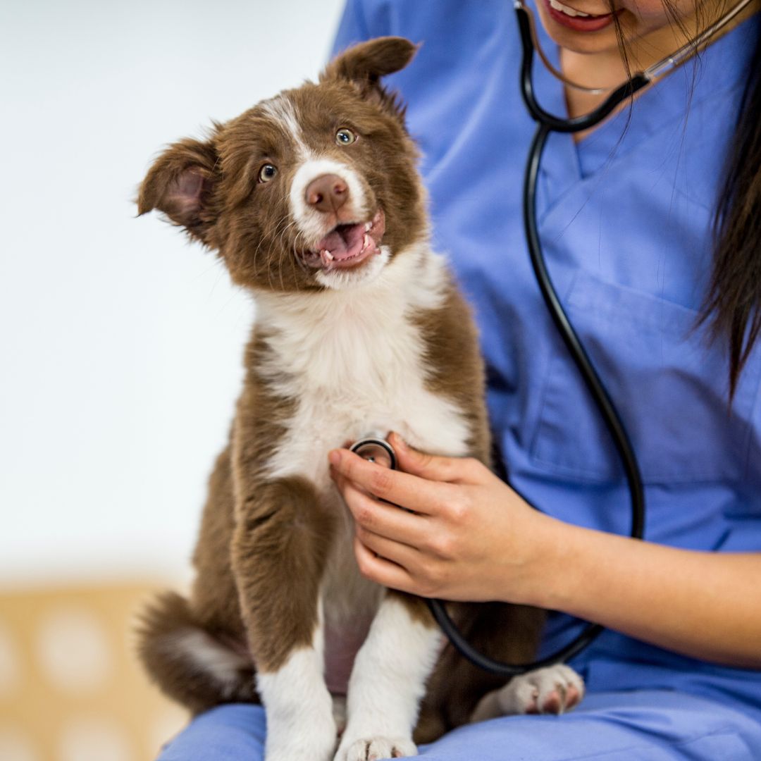 a vet checking heart of a dog