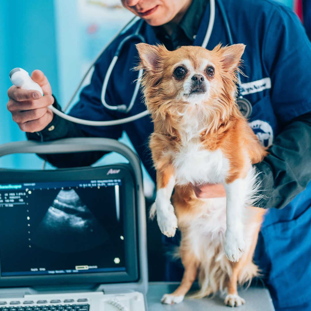 a dog being examined by a vet