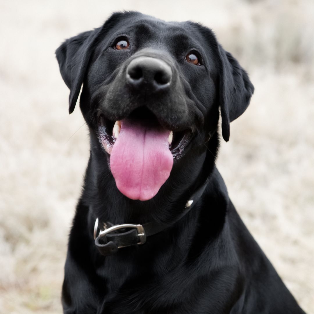 A black dog with its tongue hanging out