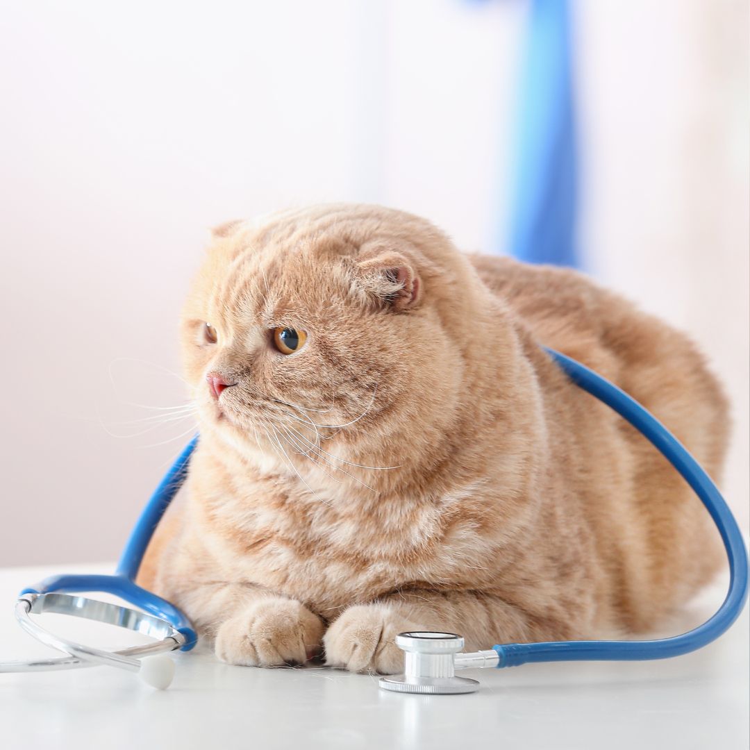 A cat with a stethoscope sitting on a table