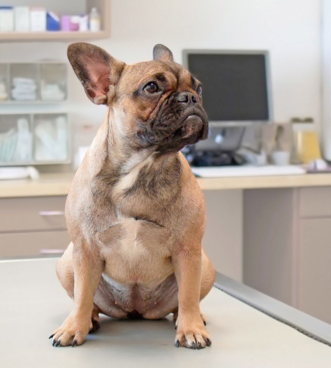 Small dog on table at vet's office