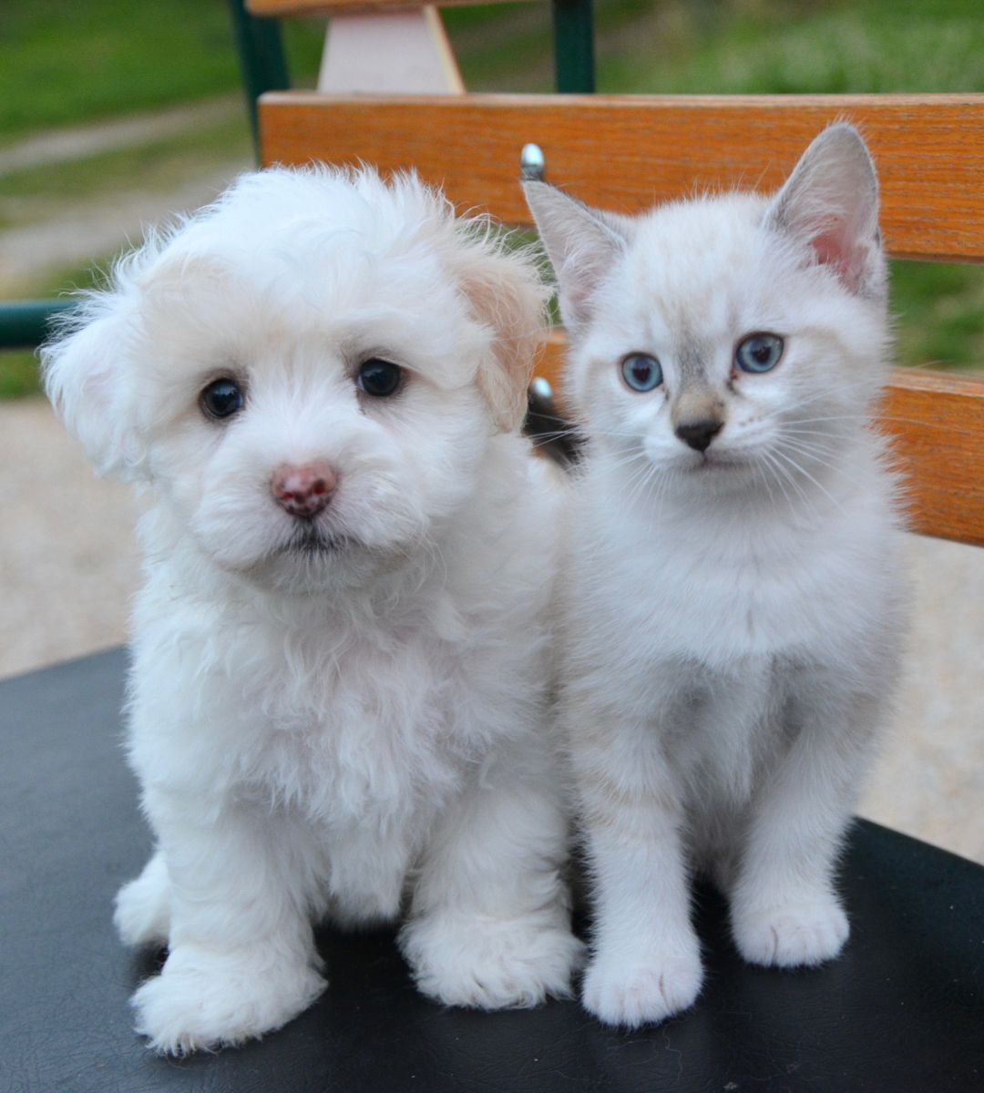 A white dog and a kitten are sitting together on a bench