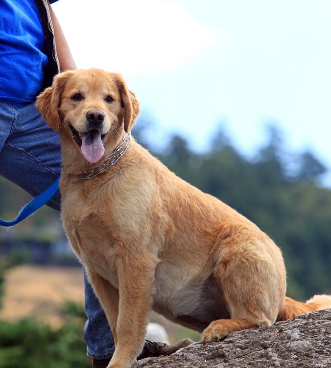 A dog sitting on a rock in a serene setting