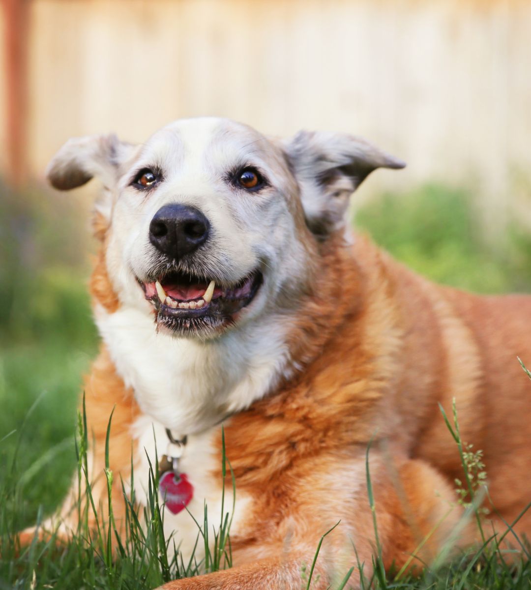 A cute canine lying down on the fresh green grass