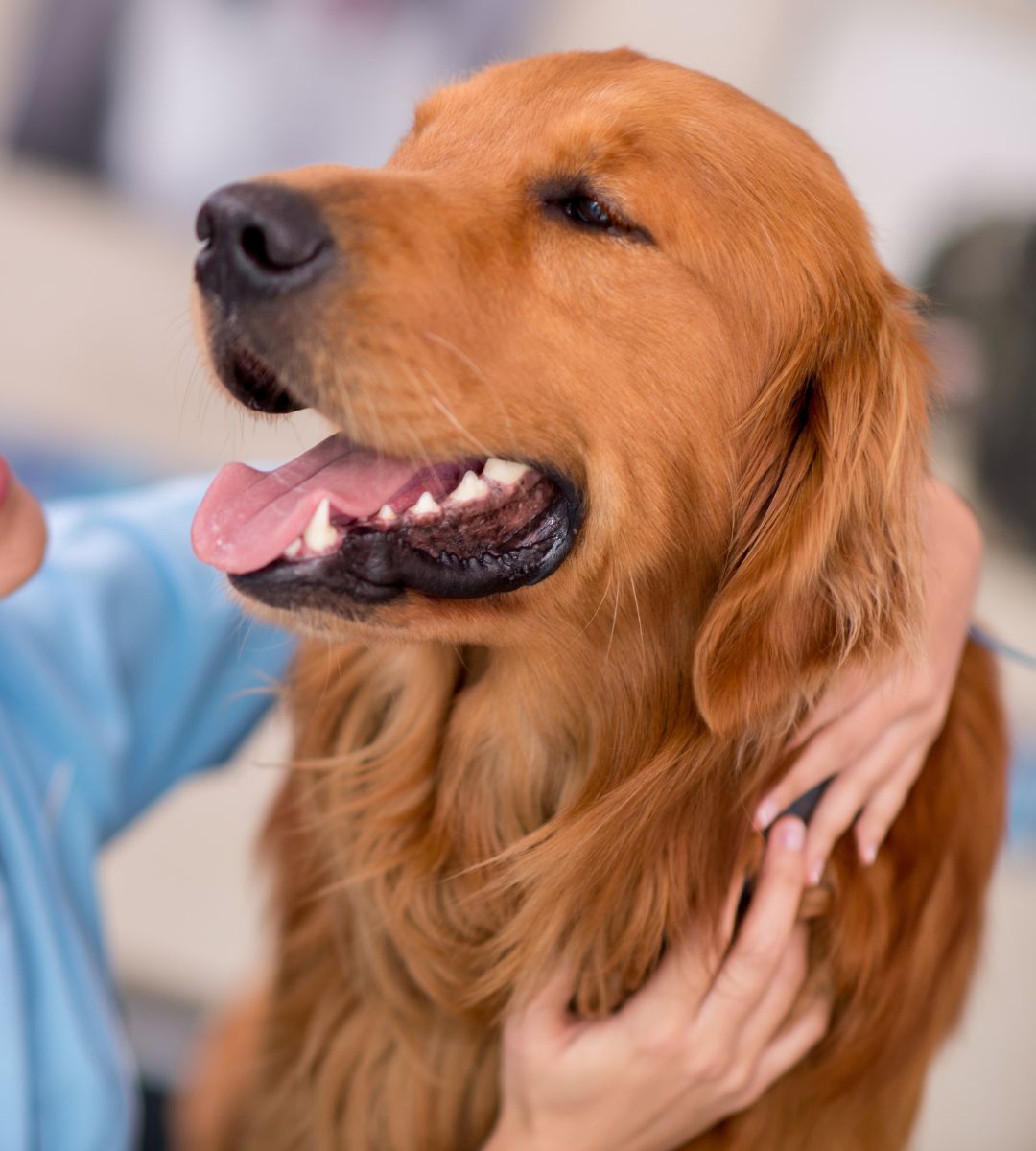 A vet smiling while holding a small brown dog in her arms