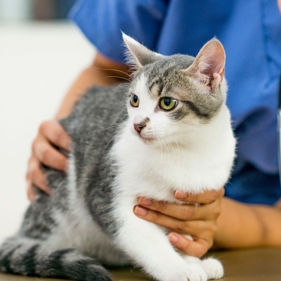 A vet petting a cat