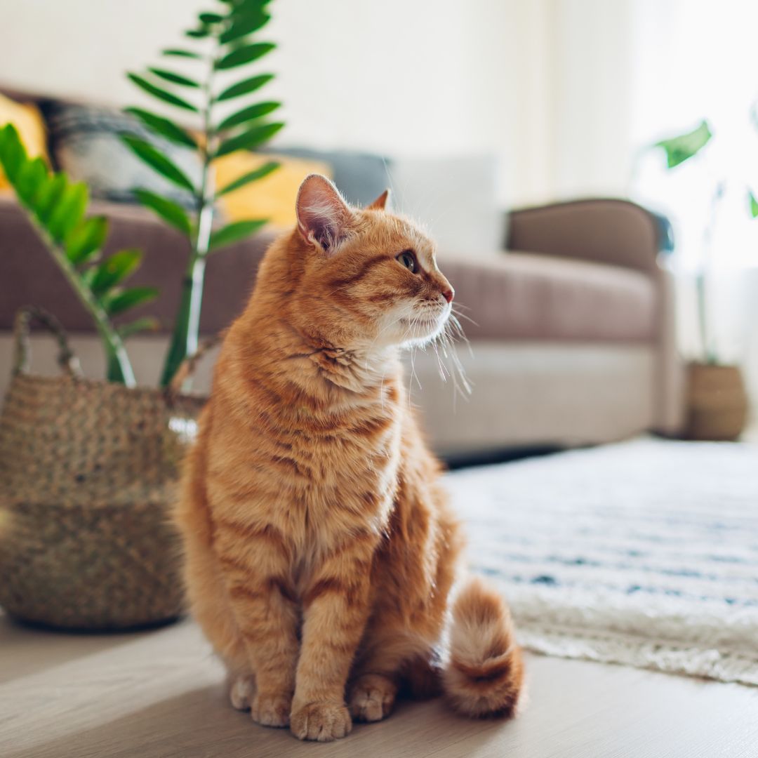 A cat is sitting on the floor