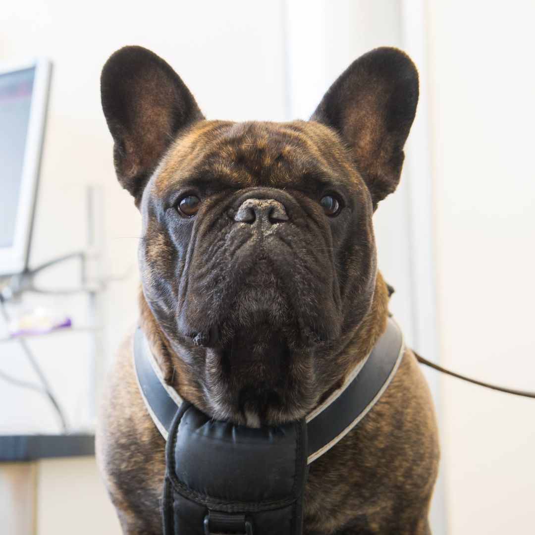 dog sitting at the vet wearing a harness