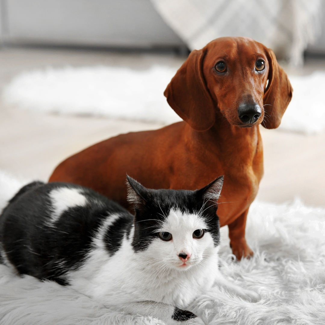 cat and dog sitting on a fluffy rug