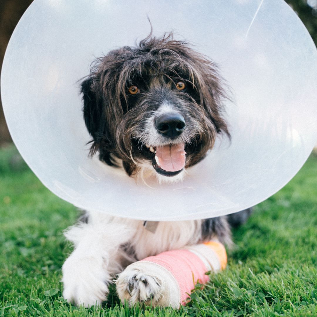 dog wearing a cone and a cast on its leg