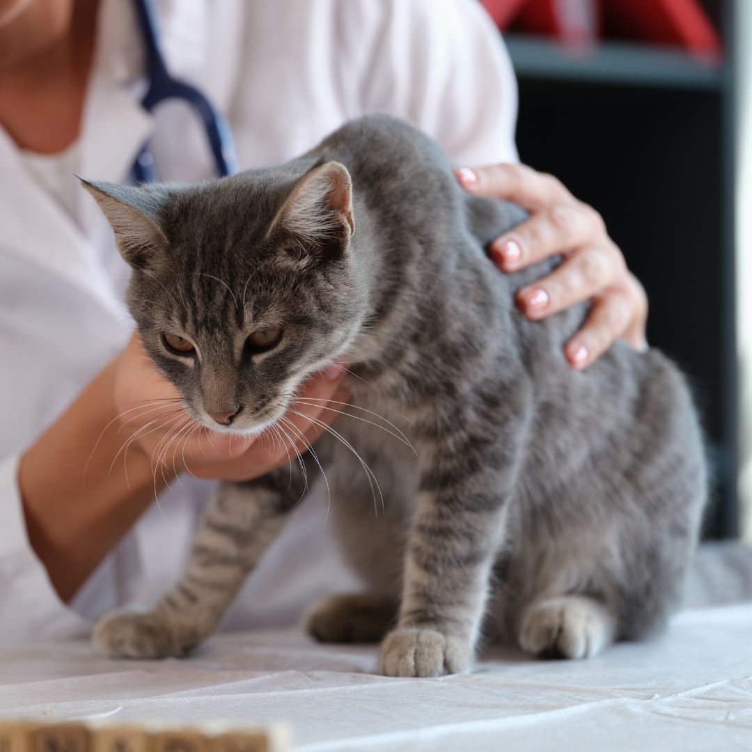 vet examining a cat