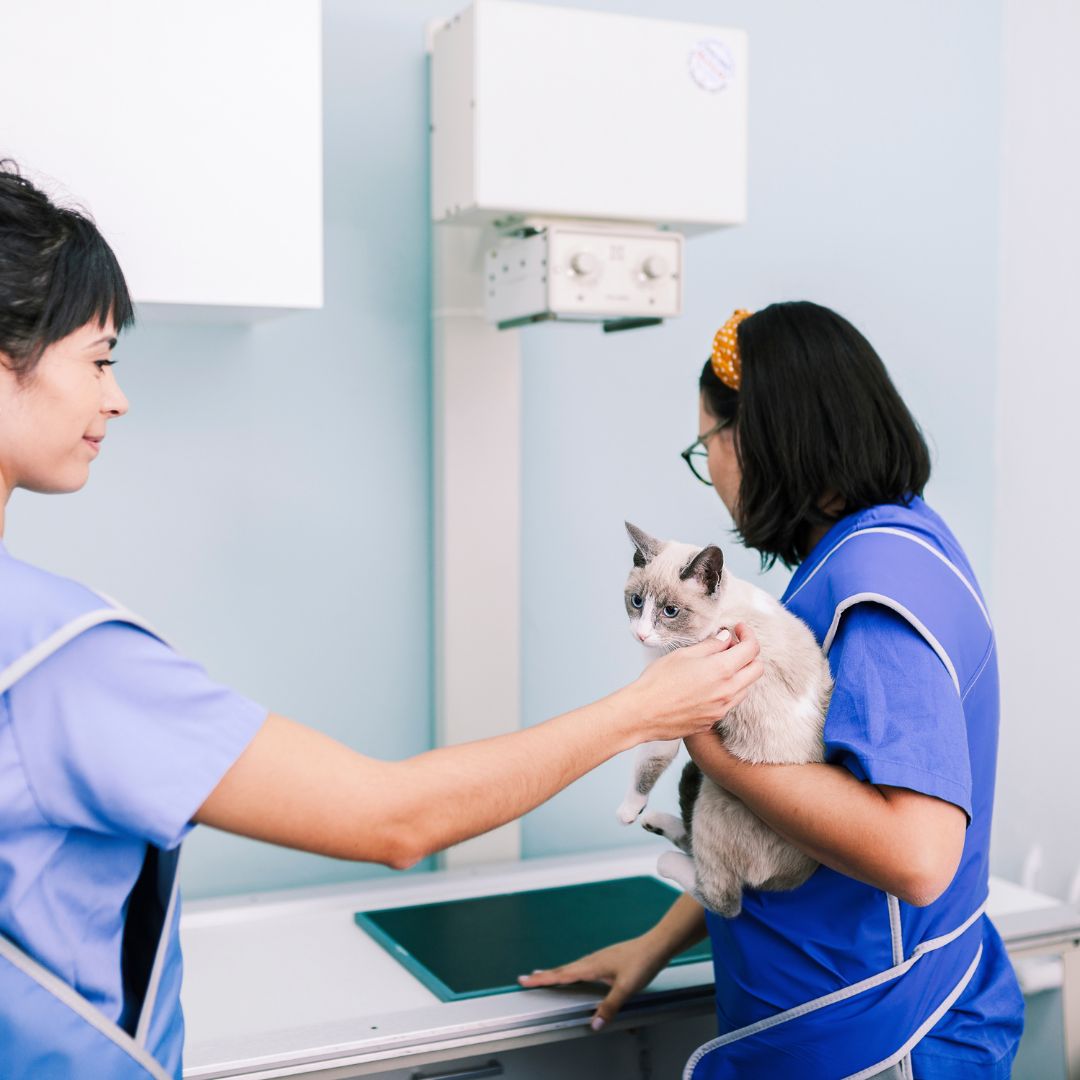 vet team doing an x-ray on a cat