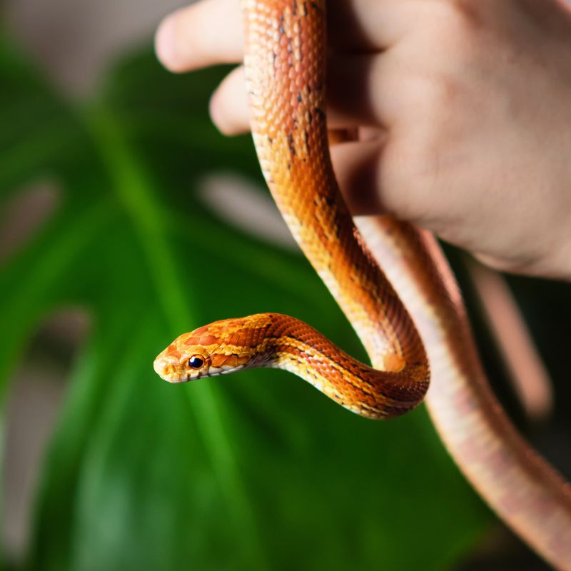 Exotic pet snake being held