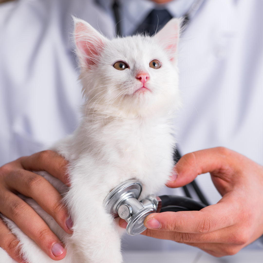 cat being examined by the vet