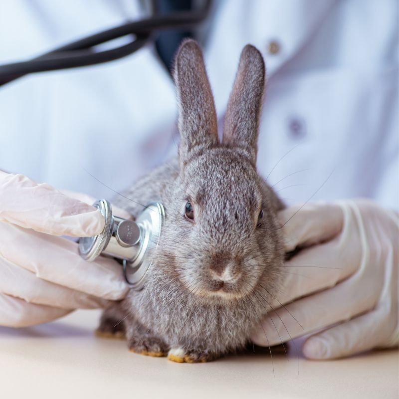 vet listening to rabbit's heartbeat with stethoscope